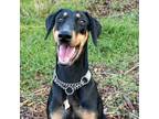 Adopt SASHA a Doberman Pinscher