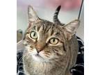 Adopt Norma Jean a Domestic Short Hair