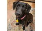 Adopt Remy #9 a Black Labrador Retriever