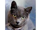 Adopt Dasher a Domestic Short Hair