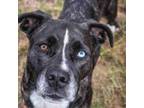 Adopt Alice a Mountain Cur, Feist