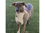 Adopt Braylee a Plott Hound, Mountain Cur