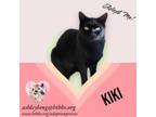 Adopt Kiki a Domestic Short Hair