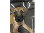 Adopt Sassy 11-13-2023 a German Shepherd Dog