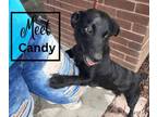 Adopt Candy a Dachshund, Black Labrador Retriever