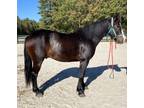 Qh Percheron cross