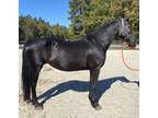 Registered Friesian mare