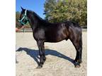 Friesian Morgan gelding