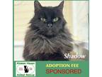 Adopt Shadow a Domestic Long Hair