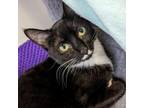 Adopt Skeptic a Domestic Short Hair