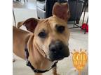 Adopt Kimber a Pit Bull Terrier, Mixed Breed