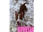 Adopt OPHELIA a Pit Bull Terrier, Mixed Breed