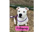 Adopt MILKYWAY a Staffordshire Bull Terrier, Mixed Breed