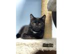 Adopt Yen a Domestic Short Hair