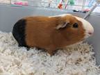 Adopt Perla a Guinea Pig