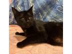 Adopt Jennika a Domestic Short Hair