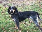 Adopt Missy a Bluetick Coonhound