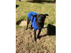 Adopt Candice a Labrador Retriever, Border Collie