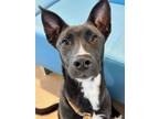 Adopt Pixie a Labrador Retriever, Mixed Breed