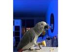 HQ 2 African Grey Parrots Birds