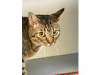 Adopt Little Miss Glitter Sparkle a Tabby