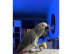 GL 2 African Grey Parrots Birds