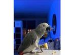 SI 2 African Grey Parrots Birds