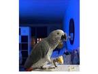AQ 2 African Grey Parrots Birds