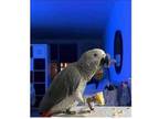 MI 2 African Grey Parrots Birds
