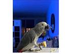 SY 2 African Grey Parrots Birds