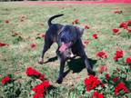 Adopt Lacy a Blue Lacy