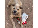 Adopt Venus a Poodle, Pit Bull Terrier