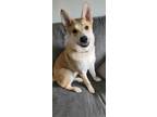 Adopt Yoni a German Shepherd Dog