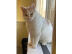 Adopt Abigal a Domestic Short Hair