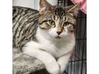 Adopt Robert a Domestic Short Hair