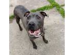Adopt MELINA- Needs a foster/forever home! a Terrier, Blue Lacy