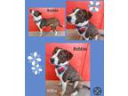 Adopt Bobbie a Mixed Breed, Labrador Retriever