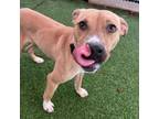 Adopt Jada a American Staffordshire Terrier, Mixed Breed