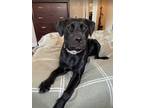 Adopt Willow **Courtesy Listing - please contact owner direct** a Labrador