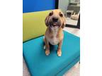 Adopt Stacie a Black Mouth Cur