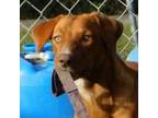 Adopt Journey a Mixed Breed, Hound