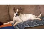 Adopt She-Hulk a Australian Cattle Dog / Blue Heeler, Mixed Breed