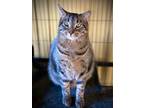 Adopt Kimmie a Domestic Short Hair