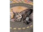 Adopt Marnie a Domestic Short Hair, Tabby