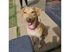 Adopt Moana a Labrador Retriever