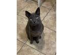 Adopt Queen Russian Blue a Russian Blue