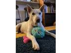 Adopt Aurora a White German Shepherd, Chow Chow