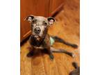 Adopt Ripromp a Pit Bull Terrier