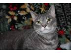Adopt Erin and Erica a Domestic Short Hair