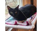 Adopt Manya a Domestic Short Hair